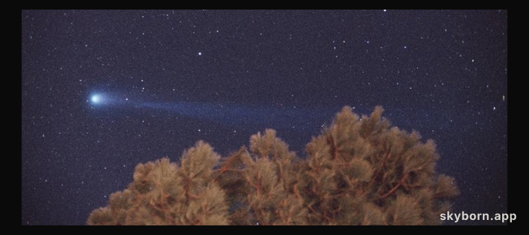 Comet Hyakutake and a Tree