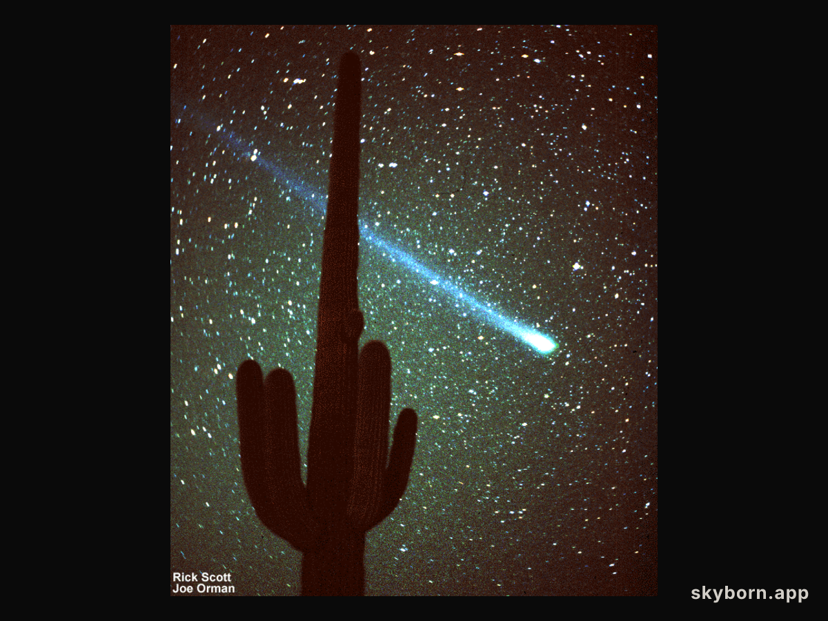 Comet Hyakutake and a Cactus