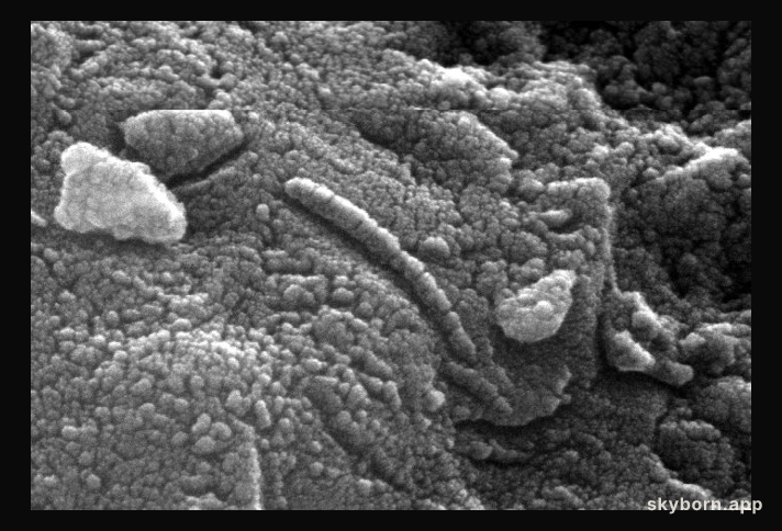 Pictured: An Ancient Martian?