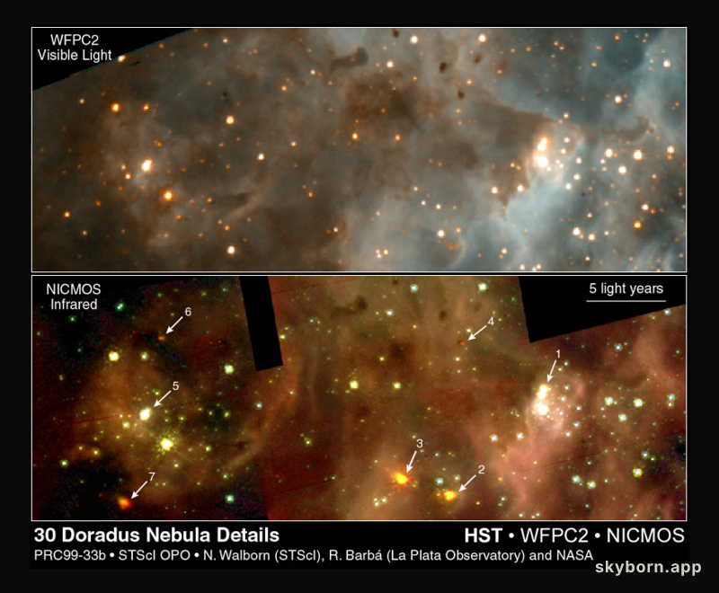 New Stars In 30 Doradus