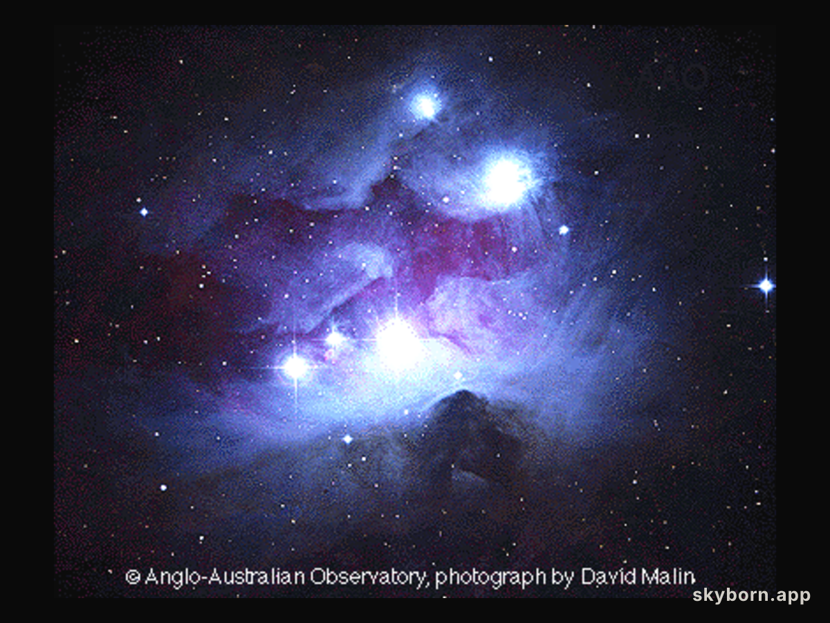 NGC 1977: Blue Reflection Nebula in Orion