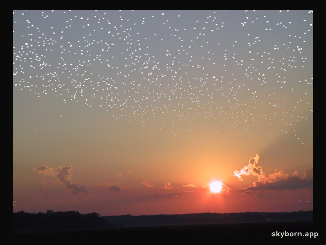 A Flock of Stars