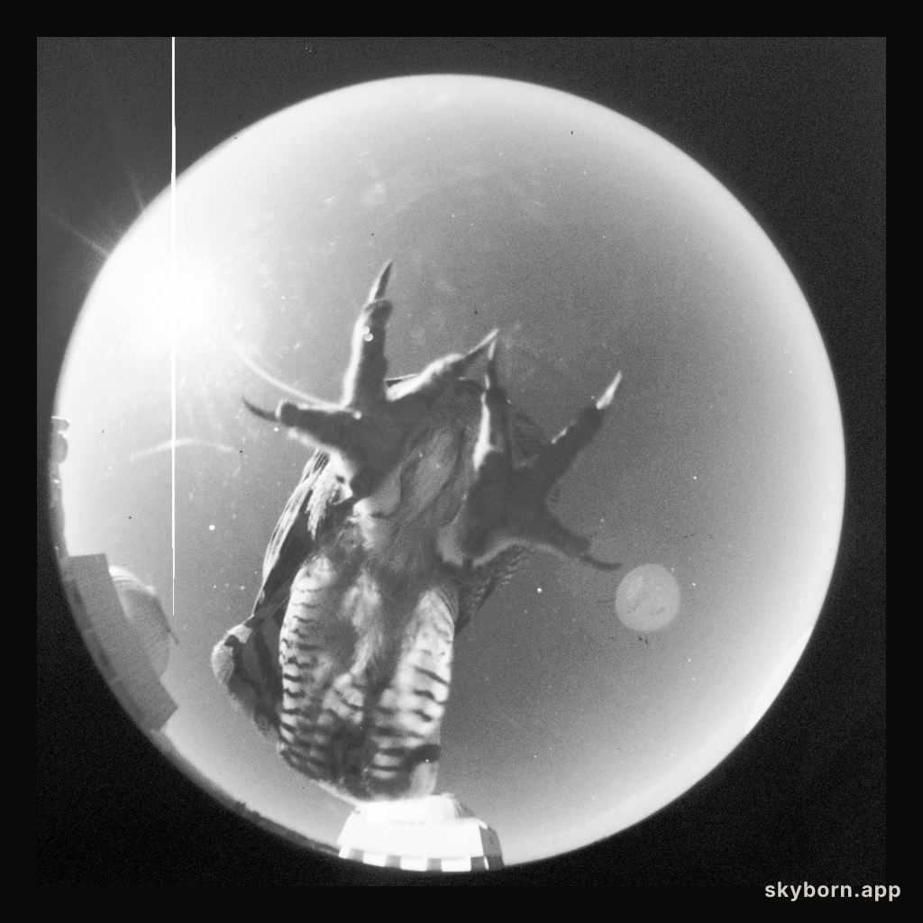 A New Constellation Takes Hold