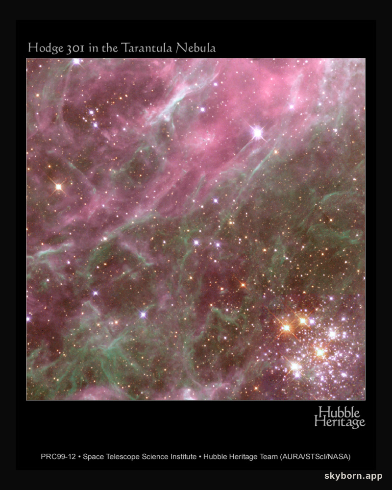 Denizen of the Tarantula Nebula