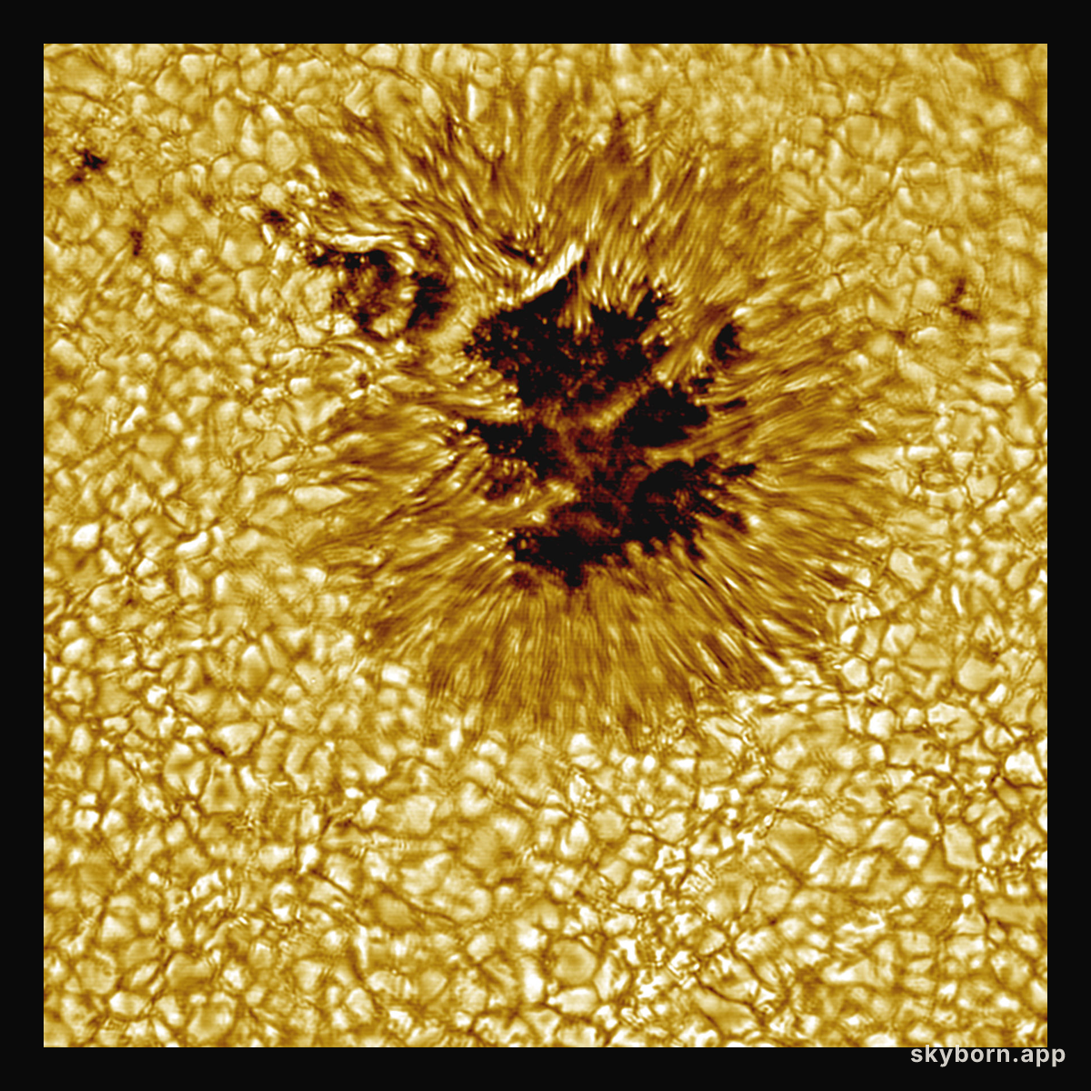 A Sunspot Up Close