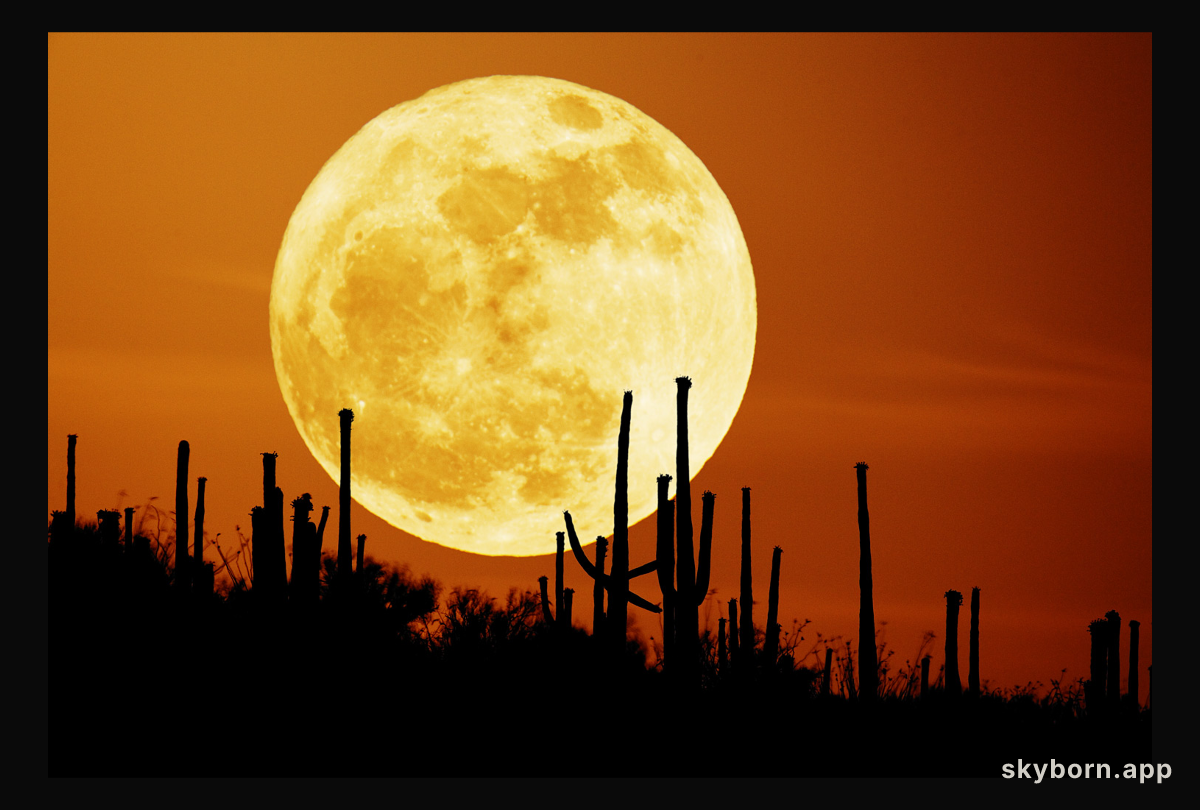 Saguaro Moon