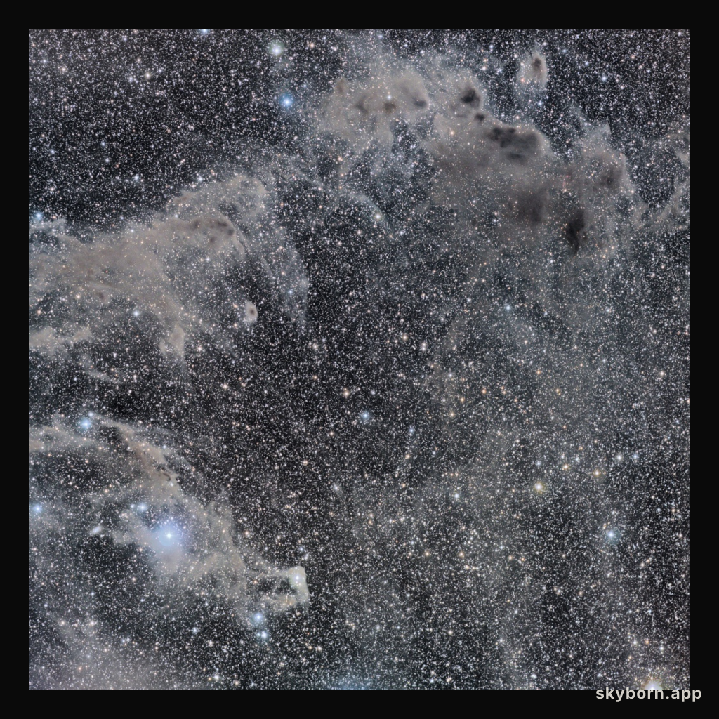 The Chameleon's Dark Nebulae