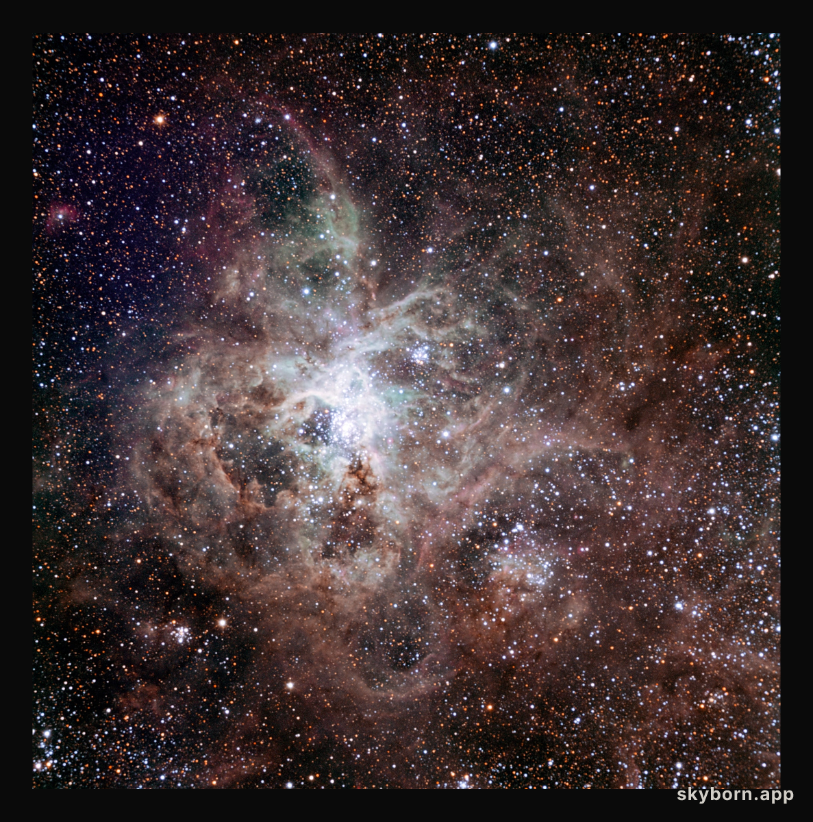 TRAPPIST: South first light image of the Tarantula Nebula