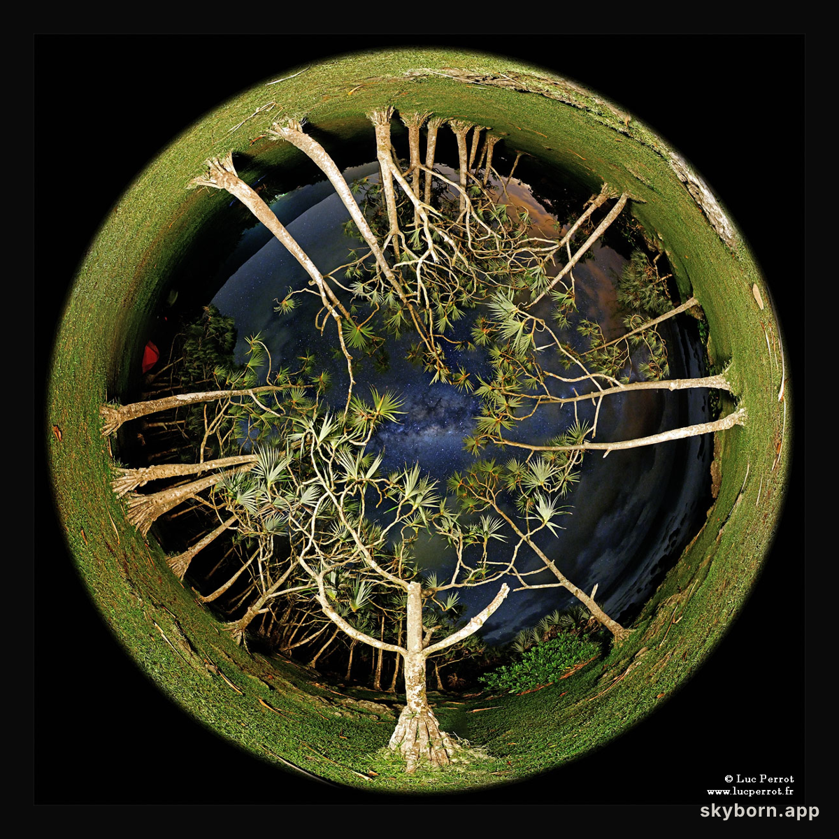 Trees, Sky, Galactic Eye