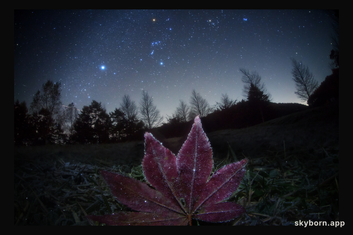 Frosted Leaf Orion
