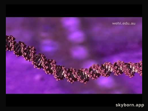 DNA: The Molecule that Defines You