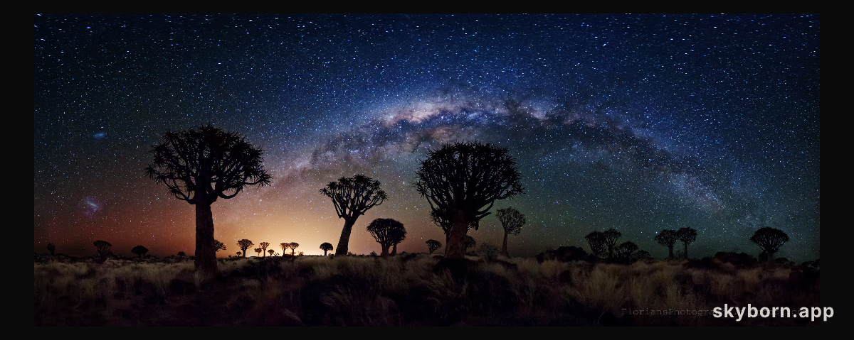 Milky Way Over Quiver Tree Forest