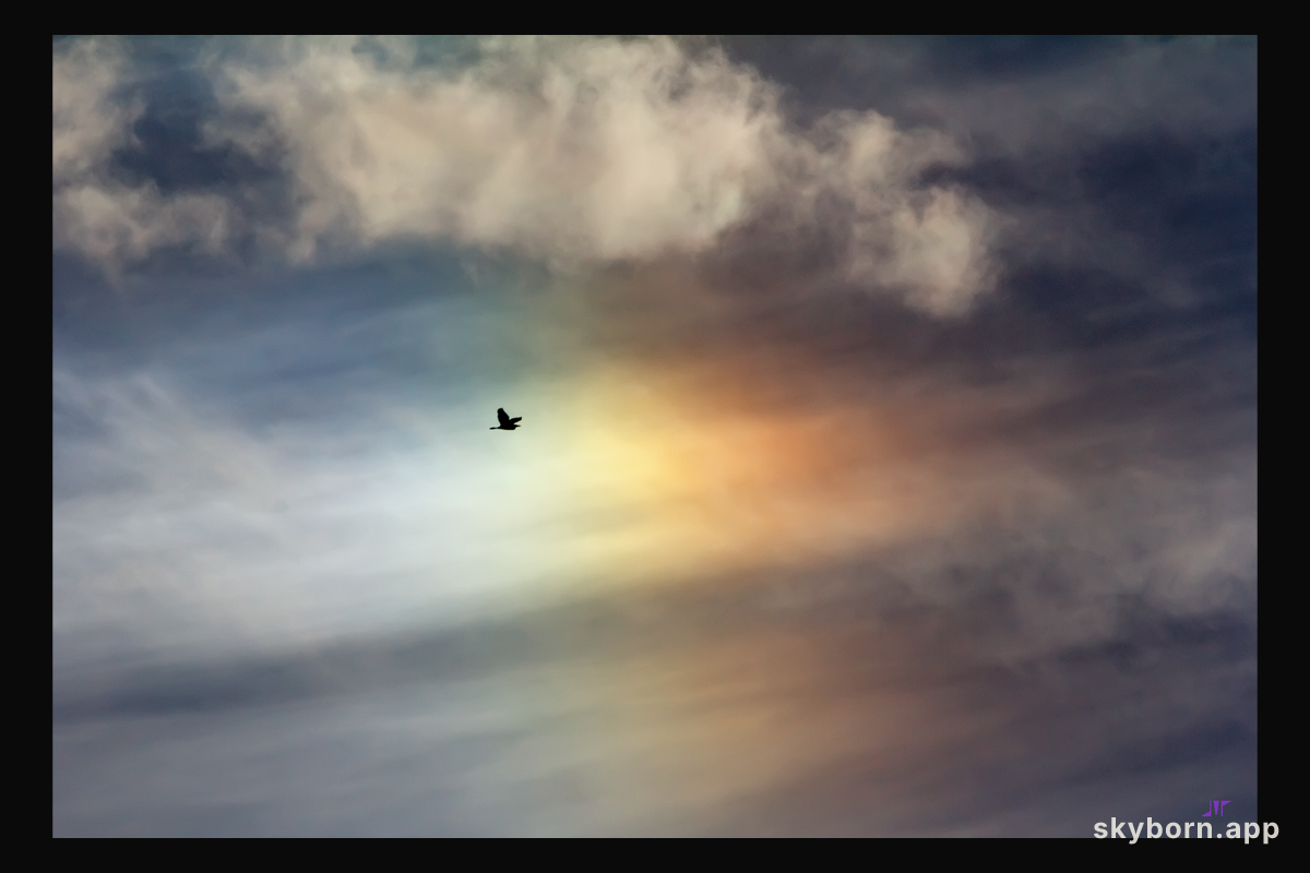 Bird Sun Dog