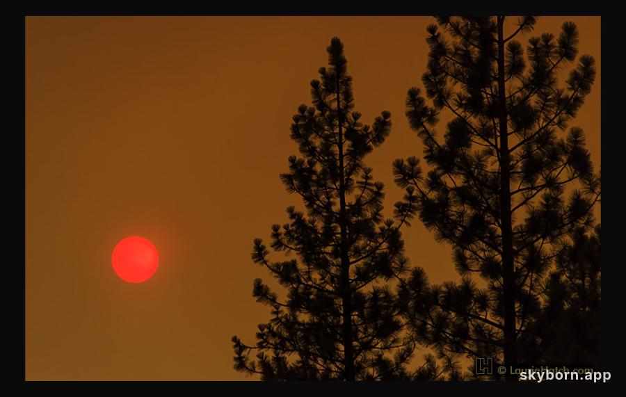 Strawberry Sun