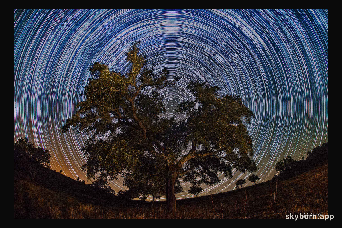 North Celestial Tree