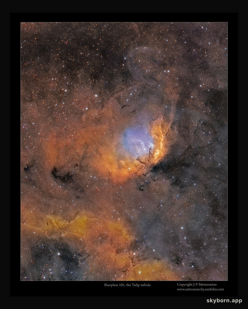 The Tulip Nebula