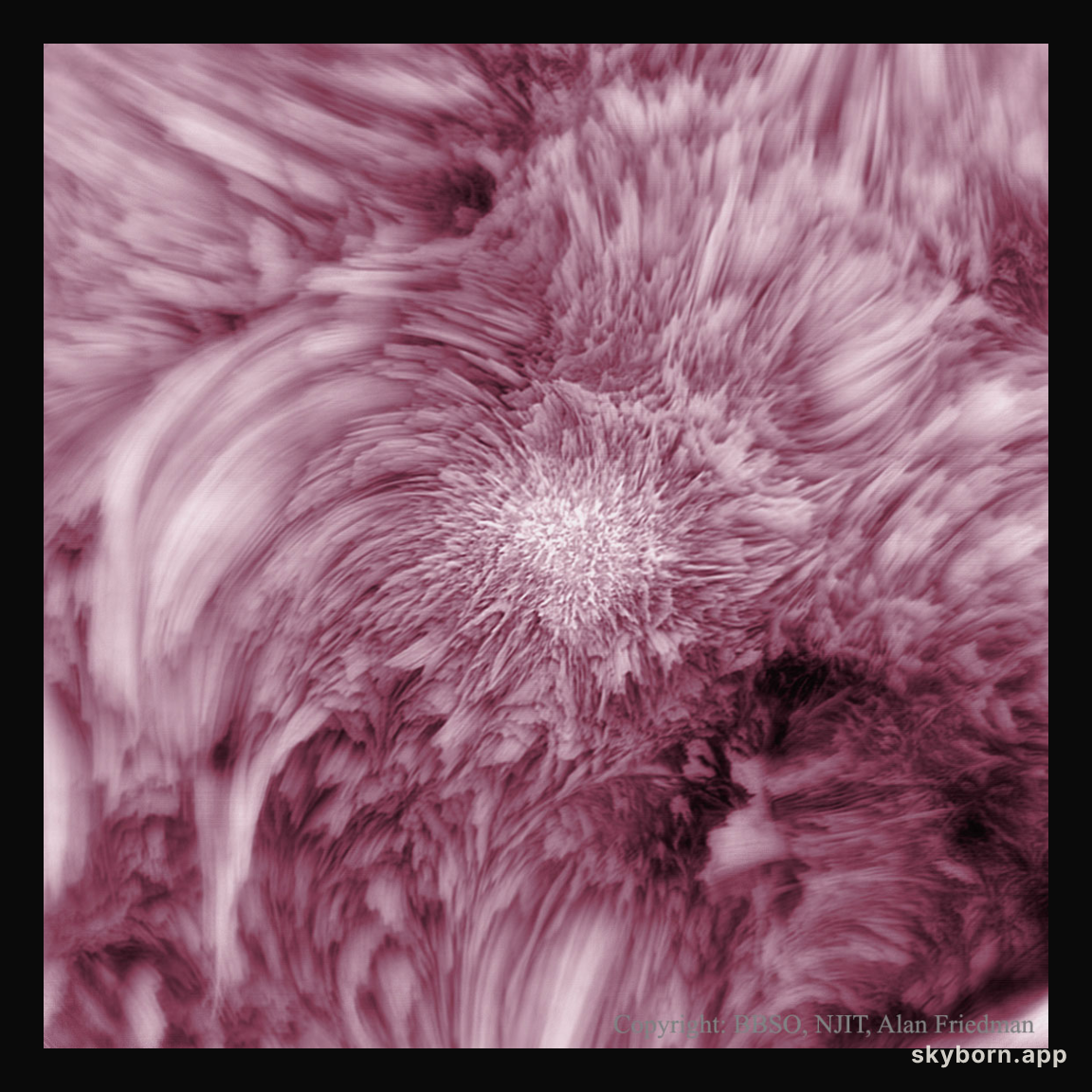 Fibrils Flower on the Sun