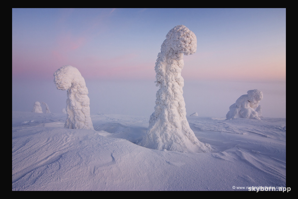 Sentinels of the Arctic