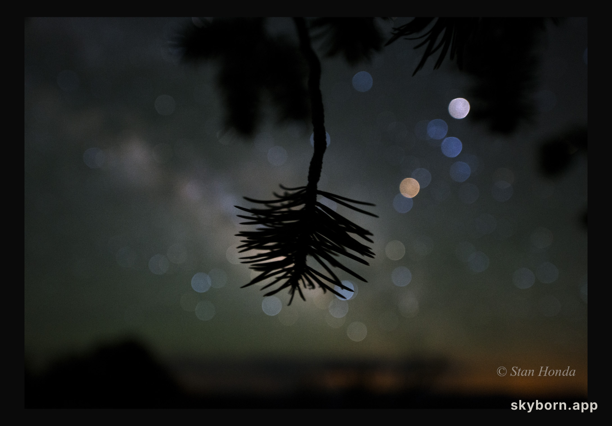 Star Colors and Pinyon Pine
