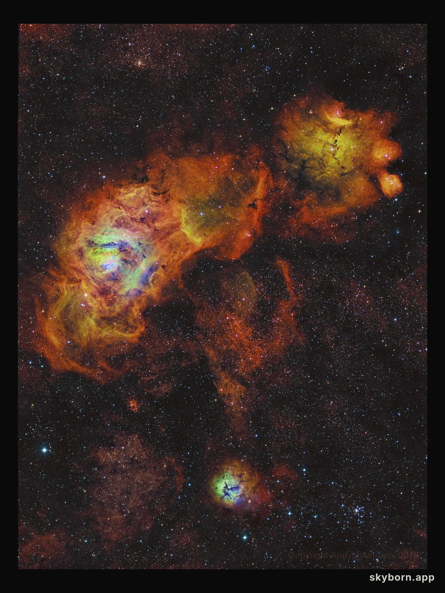 Sagittarius Sunflowers
