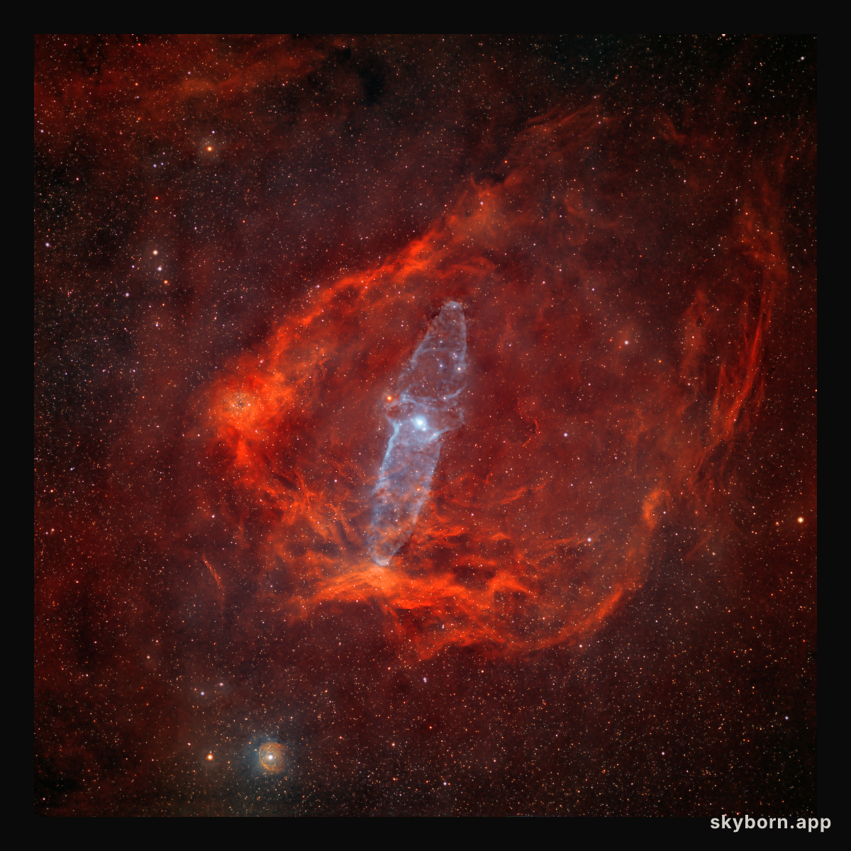 A Giant Squid in the Flying Bat