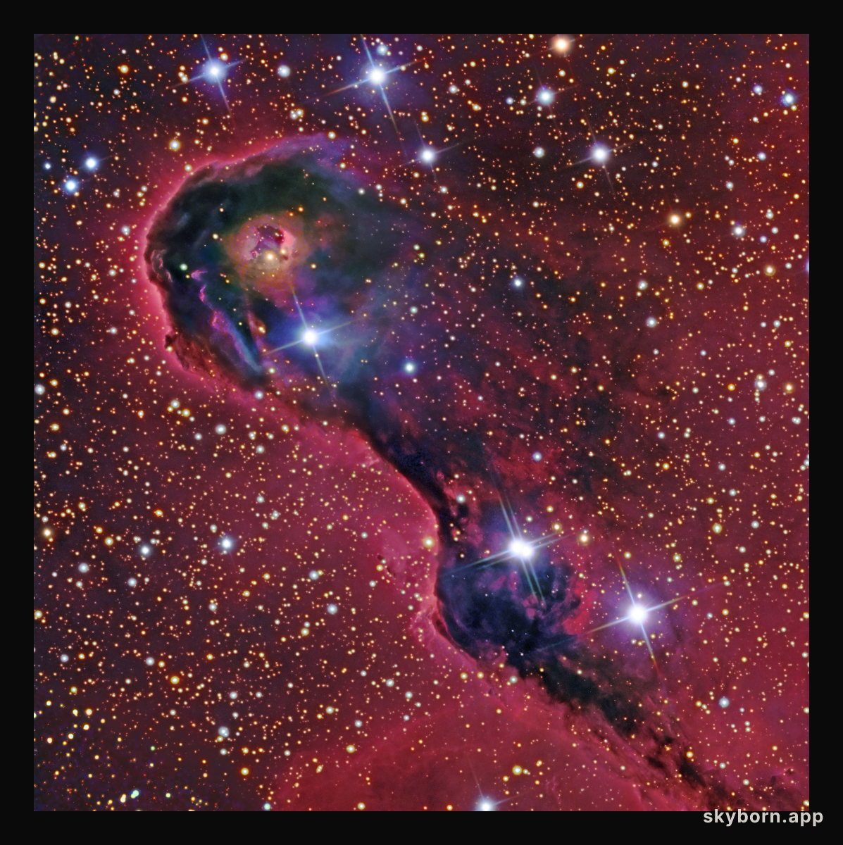 An Elephant's Trunk in Cepheus