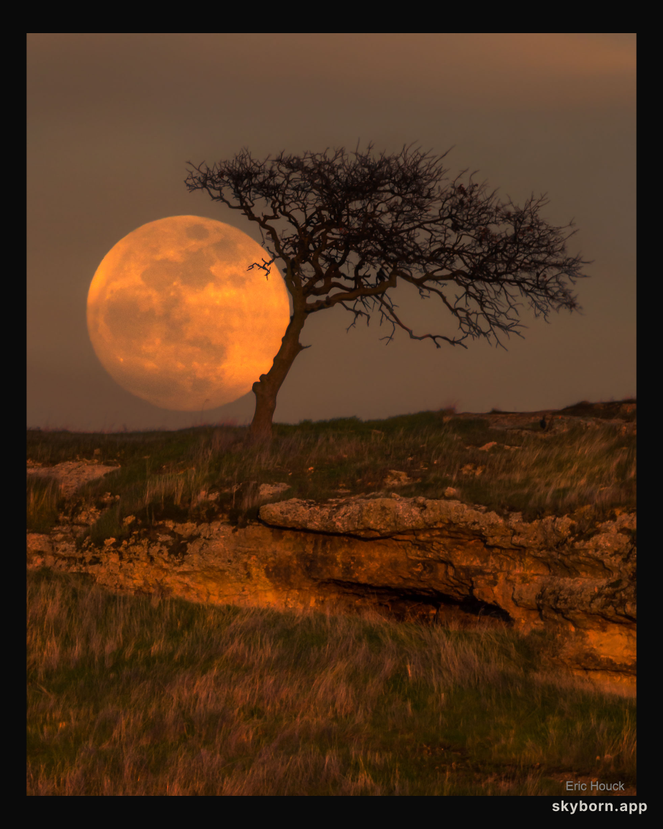 Blue Moon Tree