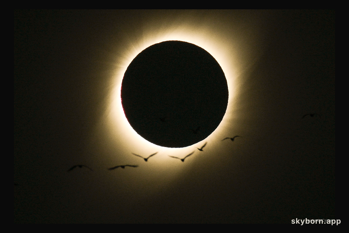 Birds During a Total Solar Eclipse