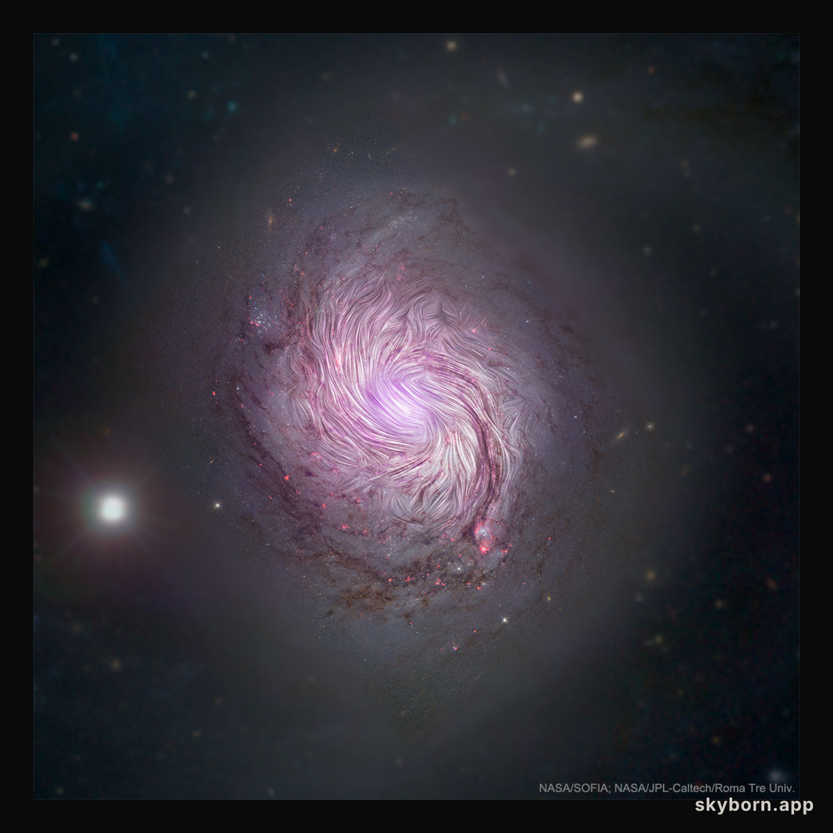 The Magnetic Fields of Spiral Galaxy M77