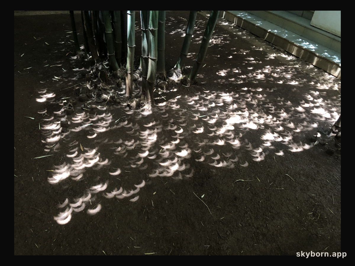 Eclipse under the Bamboo