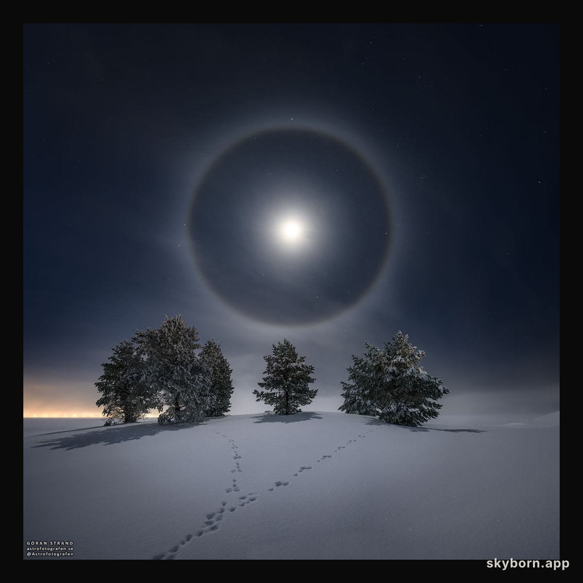 Lunar Halo over Snowy Trees