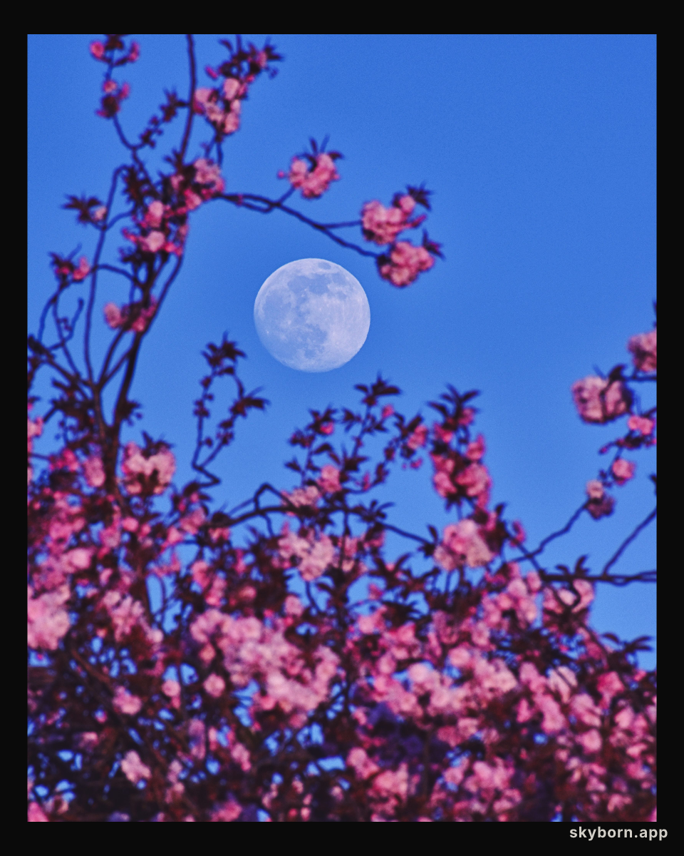 Pink and the Perigee Moon