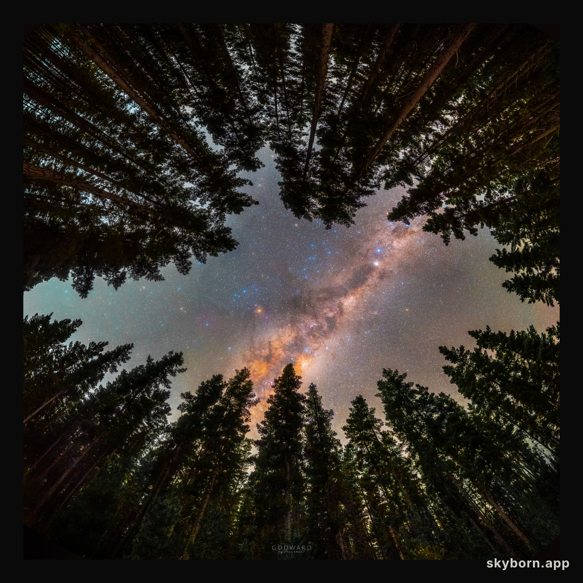 Framed by Trees: A Window to the Galaxy