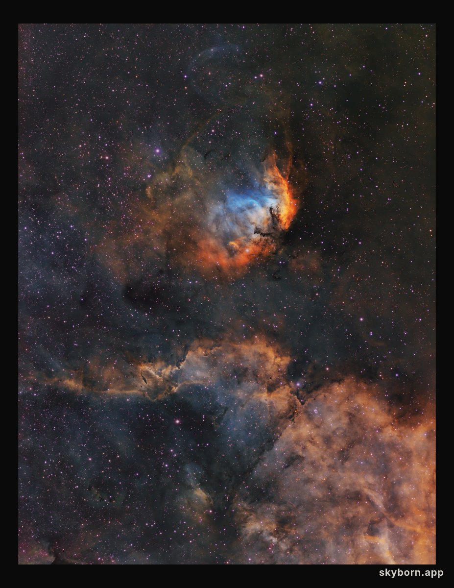The Tulip and Cygnus X-1