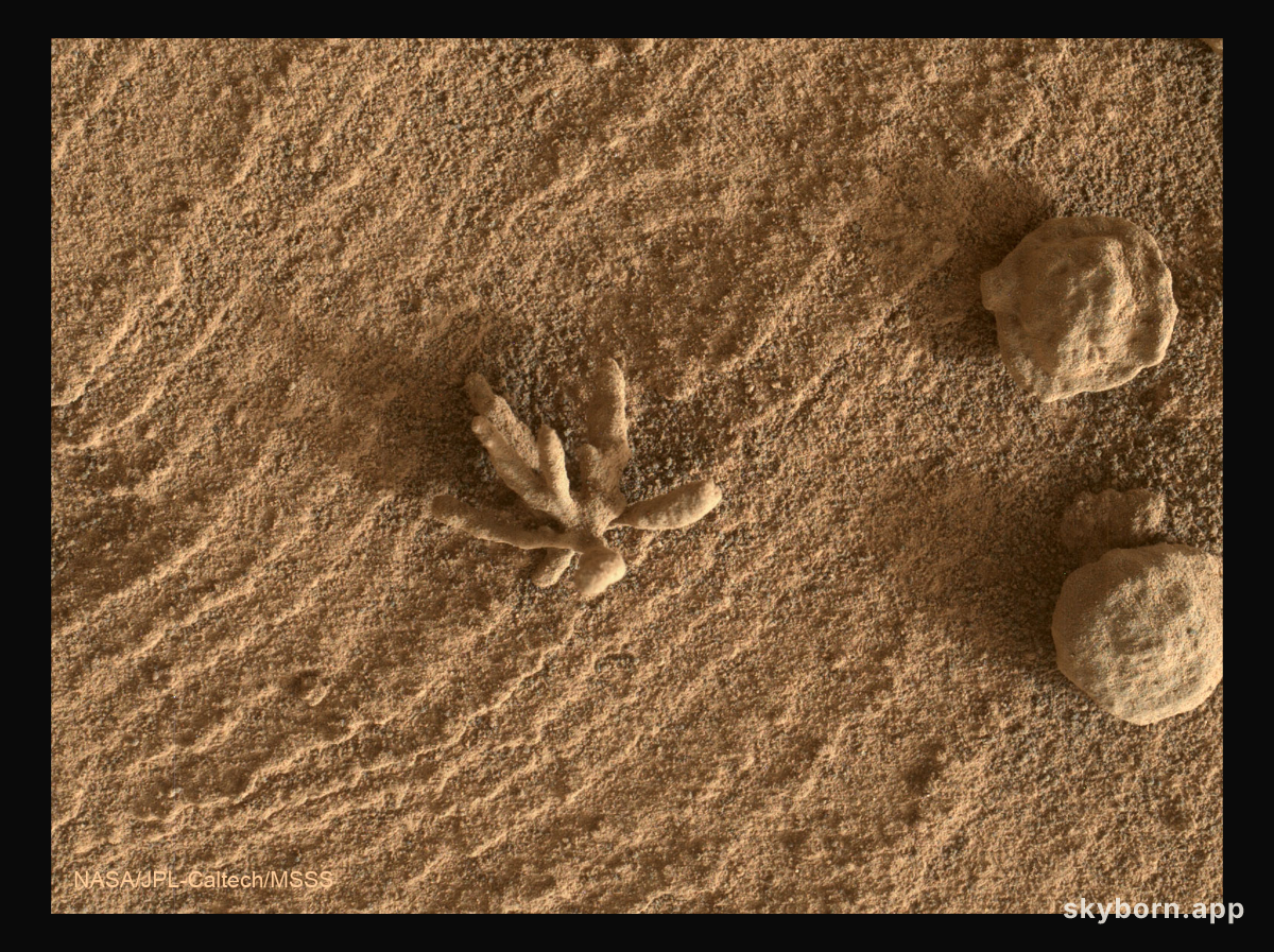A Flower-Shaped Rock on Mars