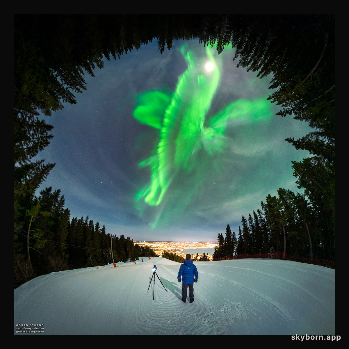 A Whale of an Aurora over Swedish Forest