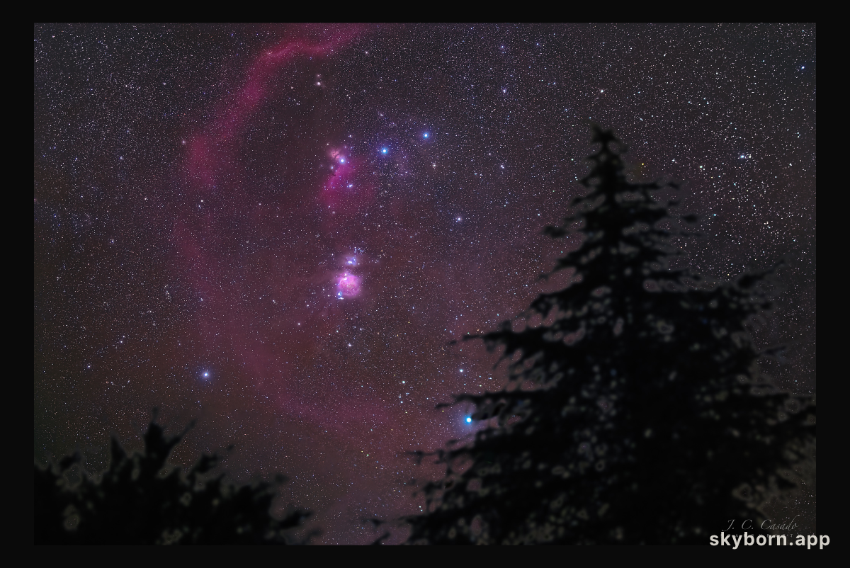 Orion Pines
