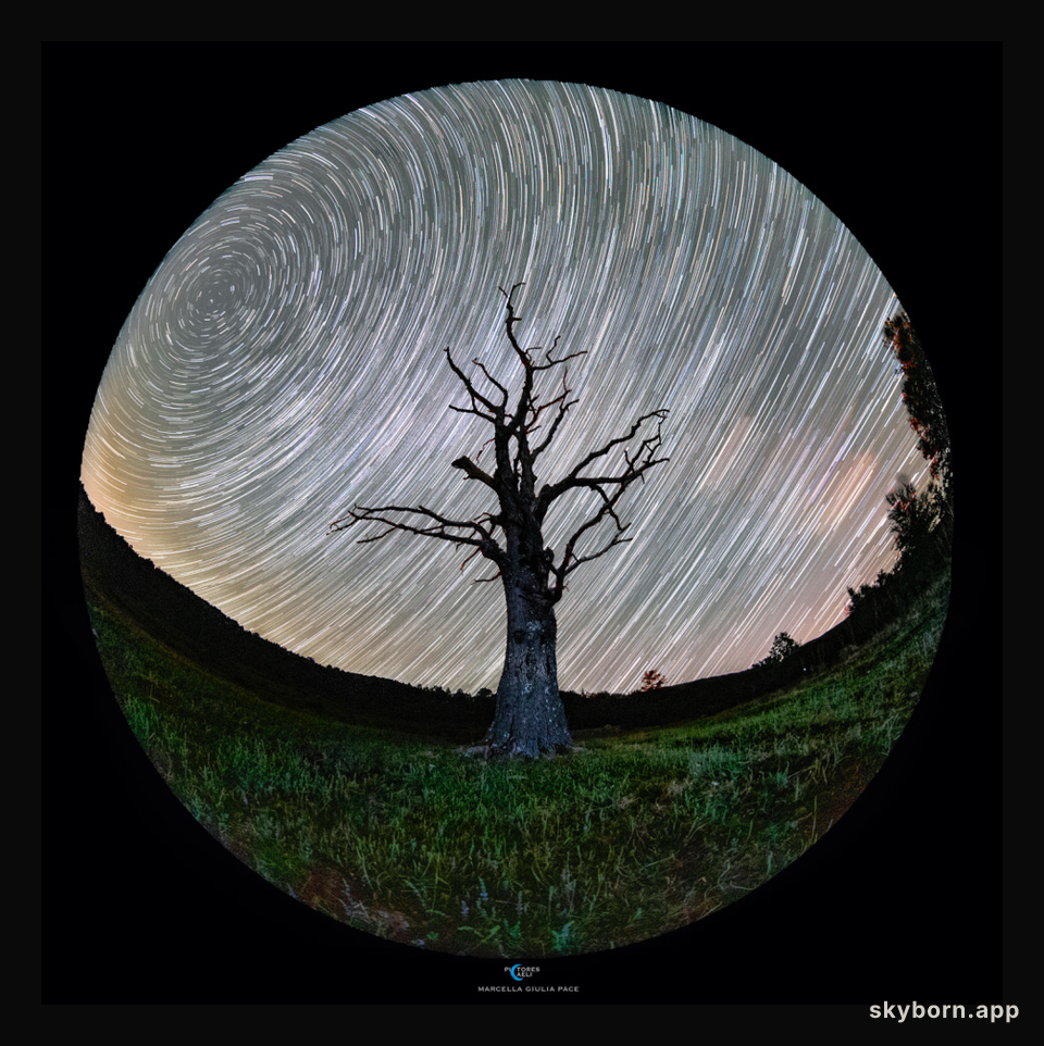 Roots on a Rotating Planet