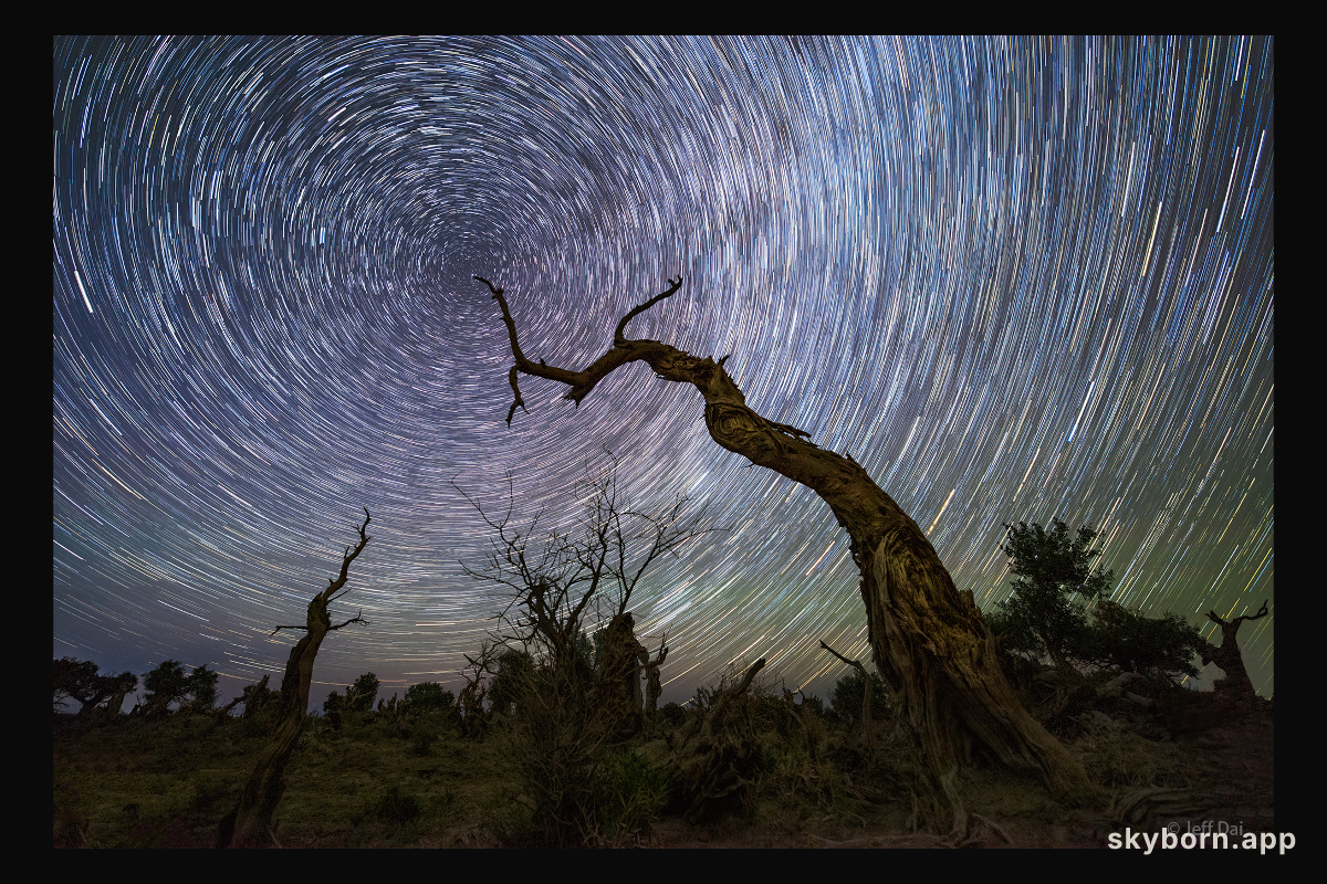 North Celestial Tree