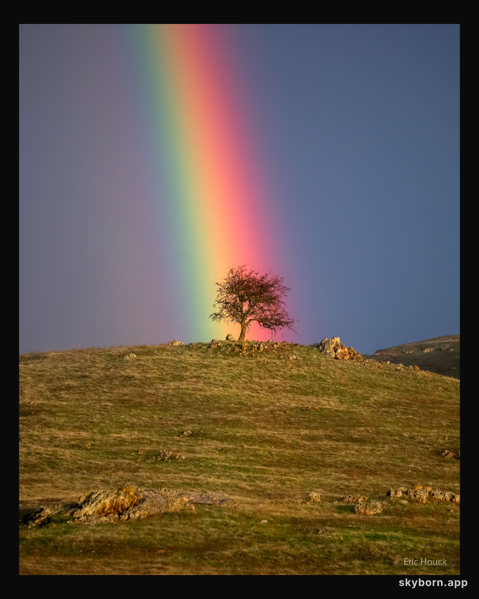 Rainbow Tree