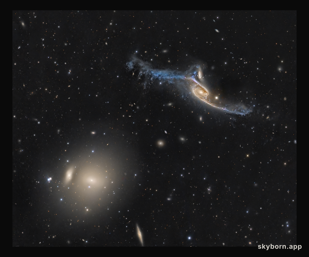 Giant Galaxies in Pavo