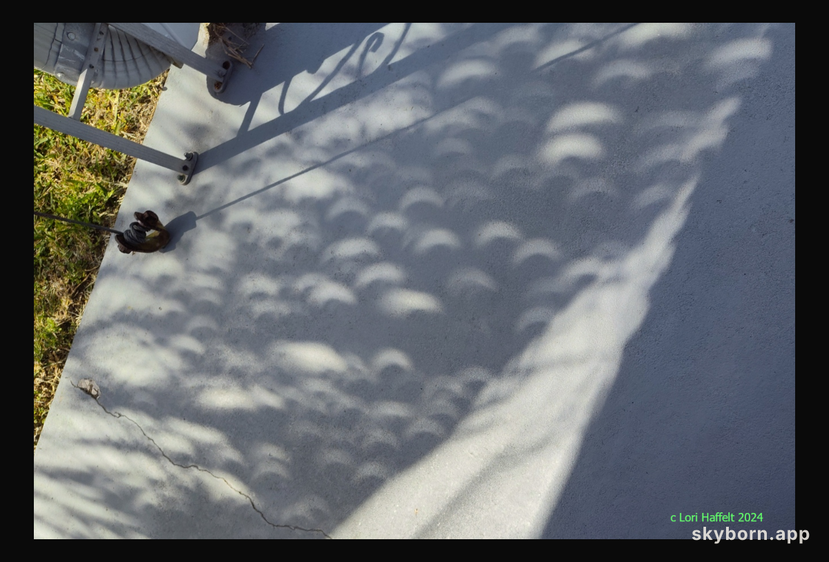 Palm Tree Partial Eclipse