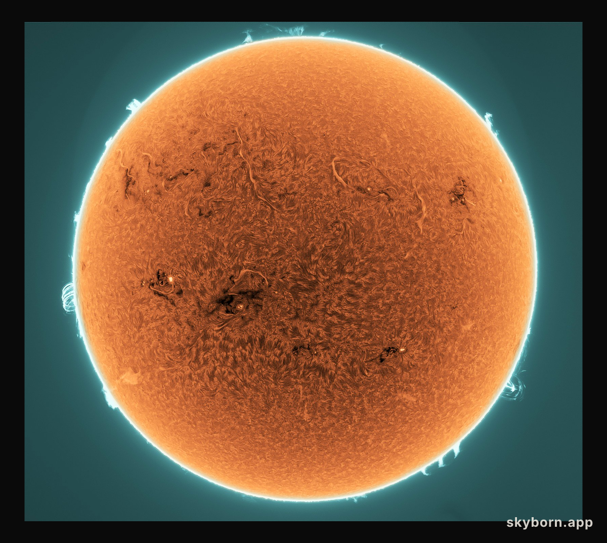 Prominences and Filaments on the Active Sun
