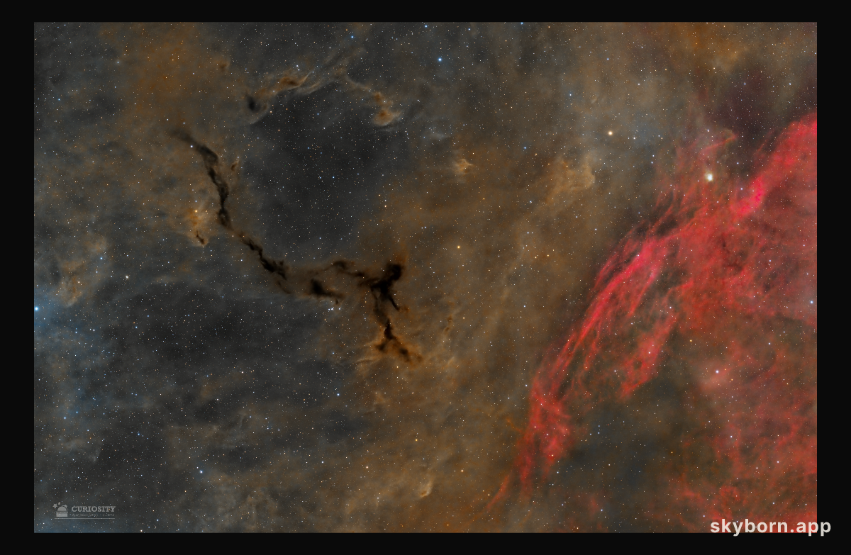 A Dark Seahorse in Cepheus
