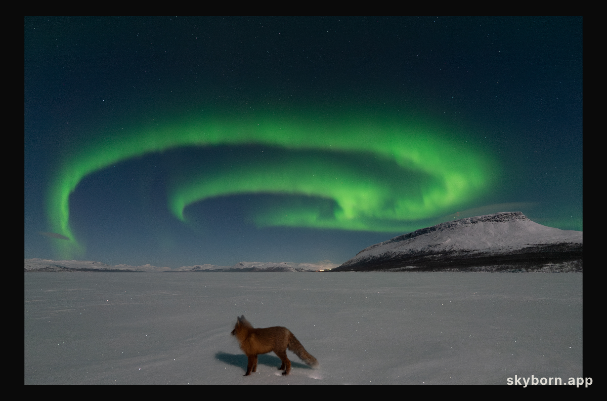 Northern Fox Fires