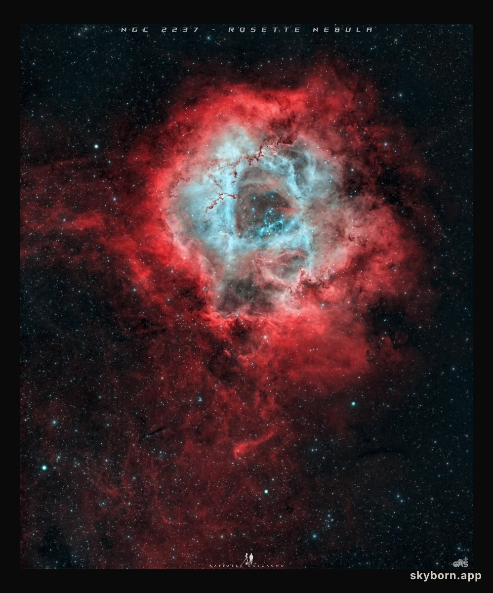 Roses are Red