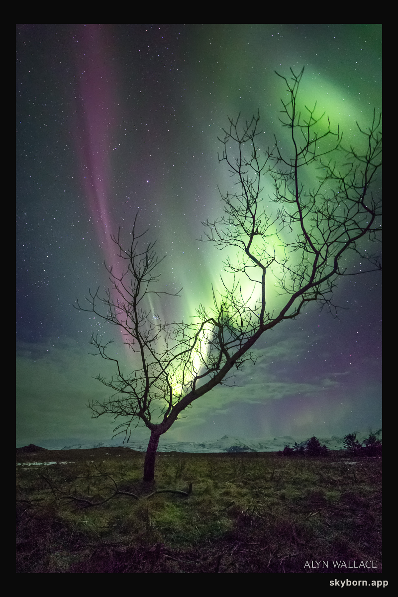 The Aurora Tree