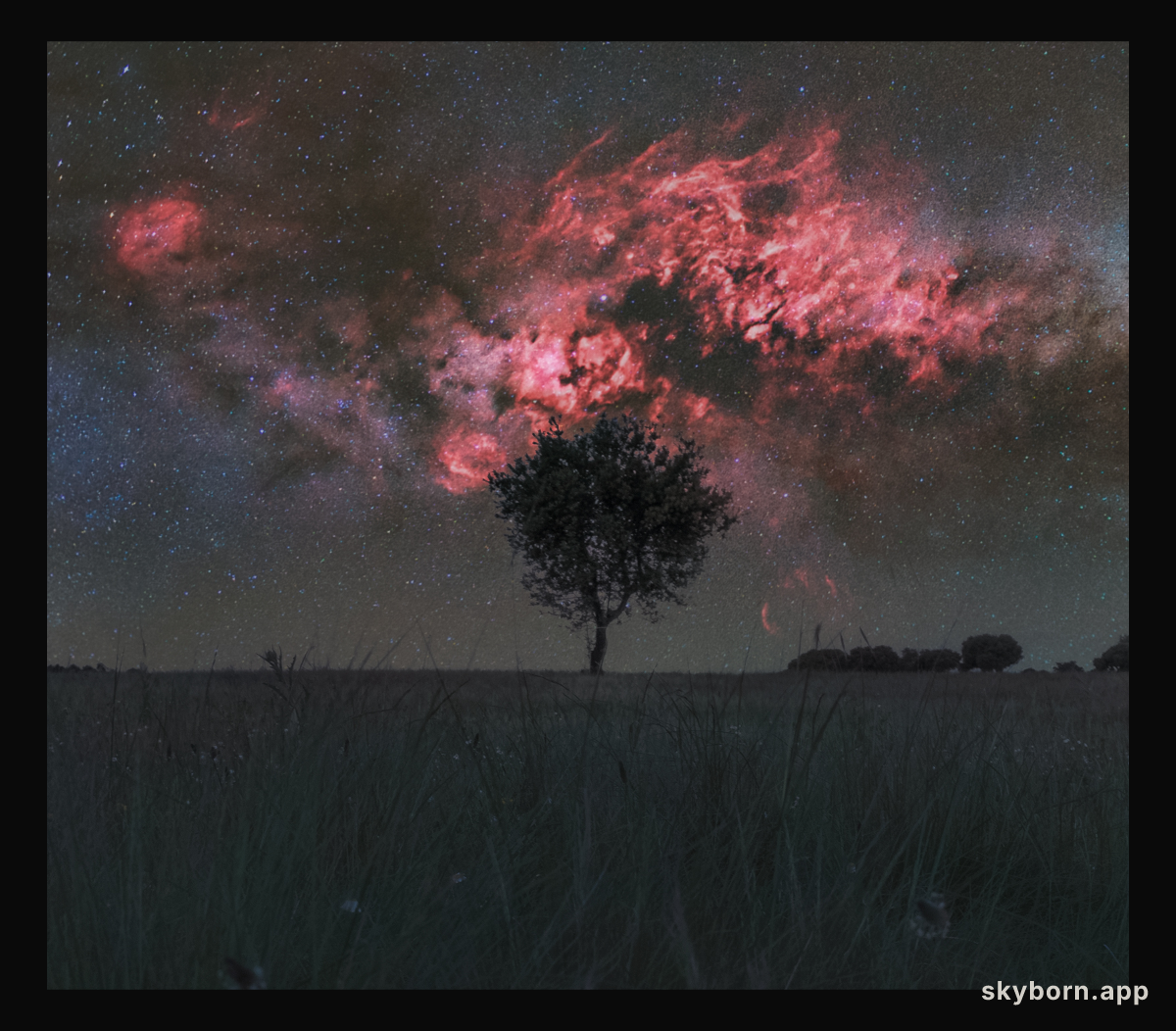 Cygnus and the Solitary Tree