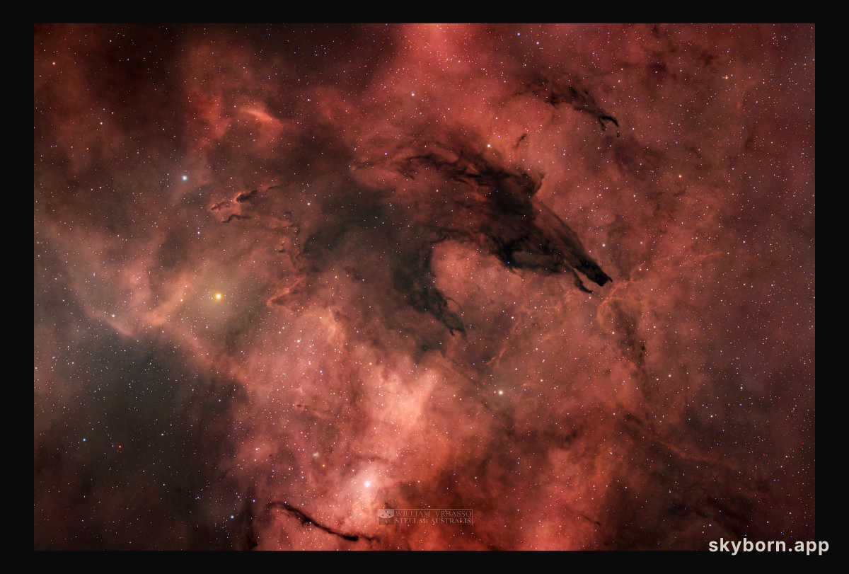 The Dark Wolf Nebula