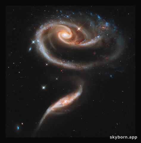 A rose made of galaxies